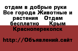 отдам в добрые руки - Все города Животные и растения » Отдам бесплатно   . Крым,Красноперекопск